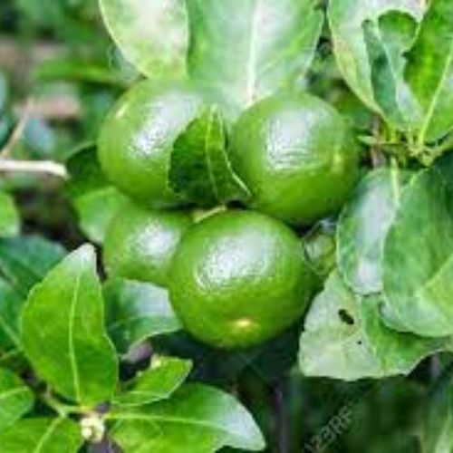 Kumbhkat Lemon Plant Manufactutrer & Supplier in India